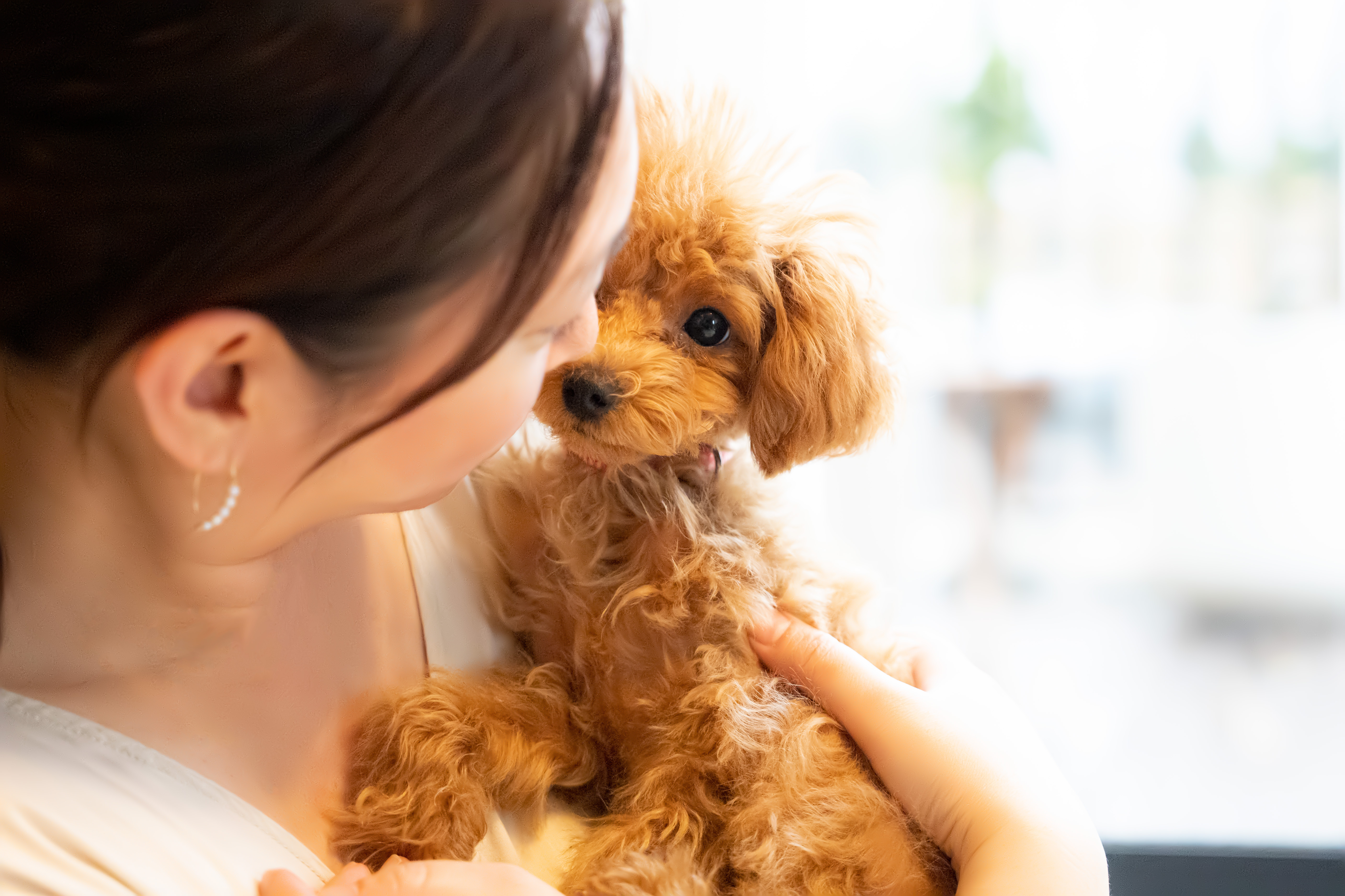 ペット プードル トイプードル 愛犬 家族