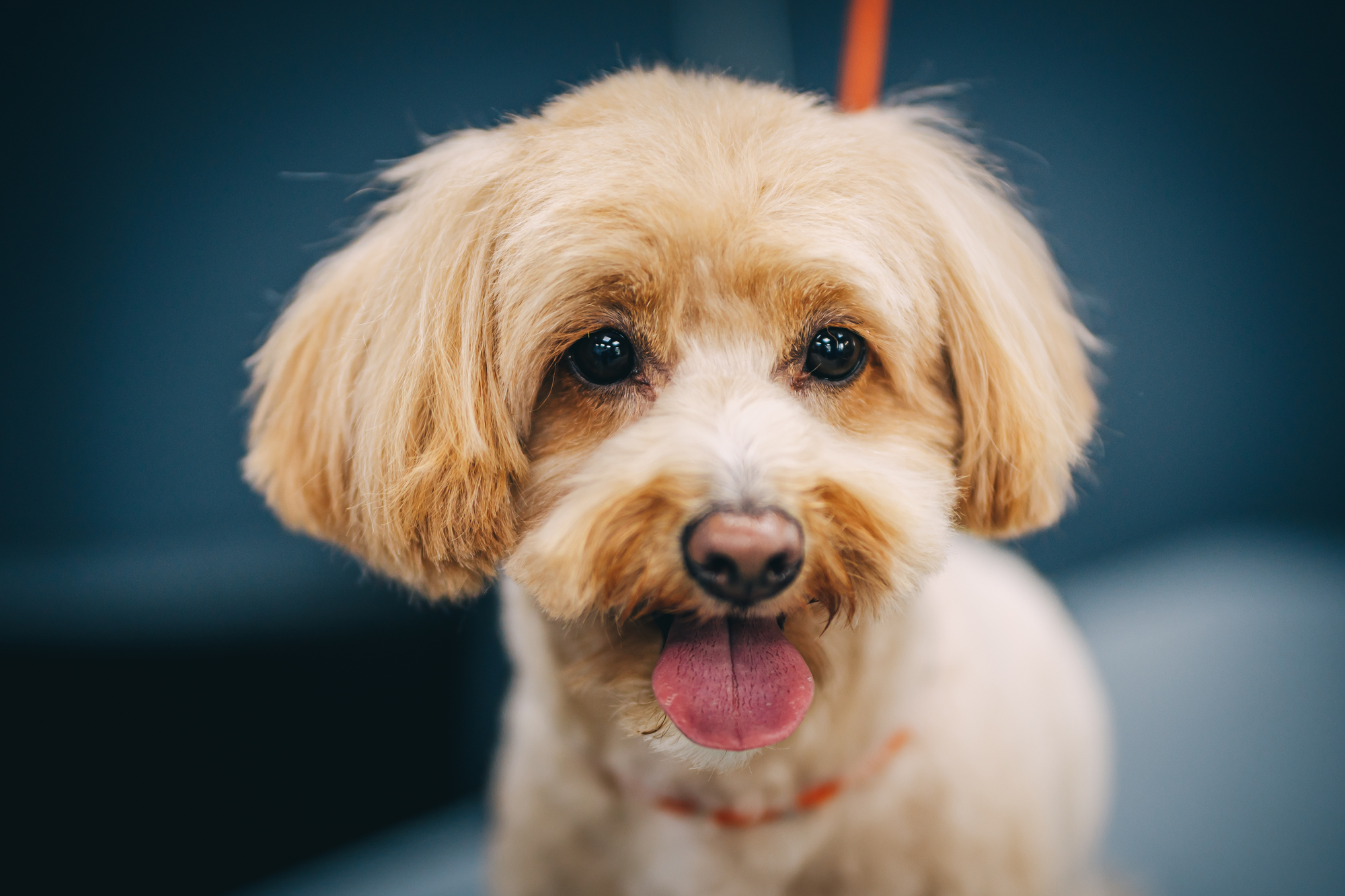Grooming a dog in a grooming salon. Animal care.