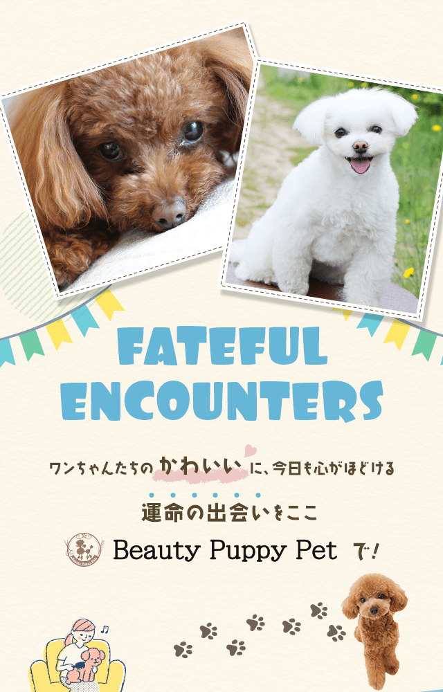 ワンちゃんたちの“かわいい”に、今日も心がほどける 運命の出会いをここBeauty Puppy Petで